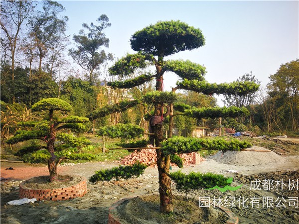 成都市-温江区苗木基地直销的18公分罗汉松价格有什么变化吗？